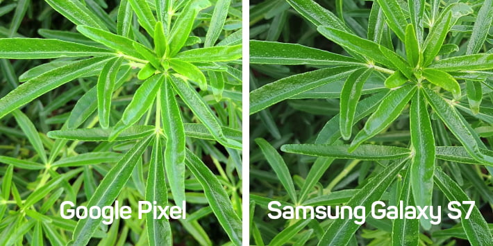 pixel xl vs galaxy s7 camera comparison